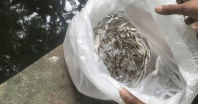 ग्रामीण तालाबों में गम्बूसिया मछली का संचयन