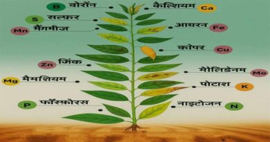 पौधों में पोषक तत्वों की कमी पहचानें, बढ़ाएं फसल का स्वास्थ्य