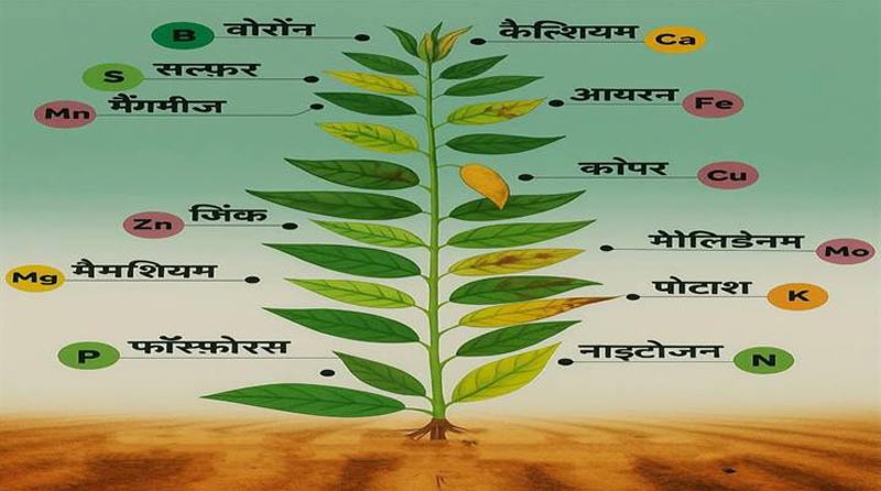 पौधों में पोषक तत्वों की कमी पहचानें, बढ़ाएं फसल का स्वास्थ्य