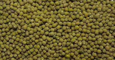 राजस्थान: MSP पर मूंग, मूंगफली, सोयाबीन और उड़द की ख़रीद 24 नवंबर से होगी शुरू, 3.12 लाख किसानों ने पंजीयन कराया