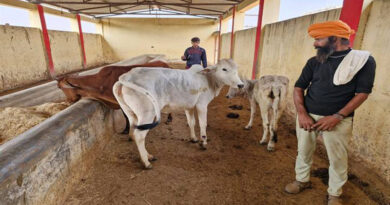 संभावित लंपी वायरस के लिये बंधौली गौशाला को बनाया आइसोलेशन सेंटर