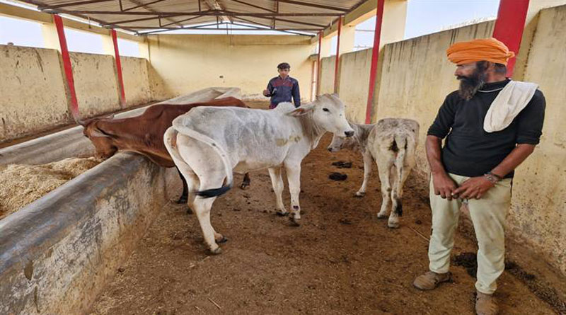 संभावित लंपी वायरस के लिये बंधौली गौशाला को बनाया आइसोलेशन सेंटर