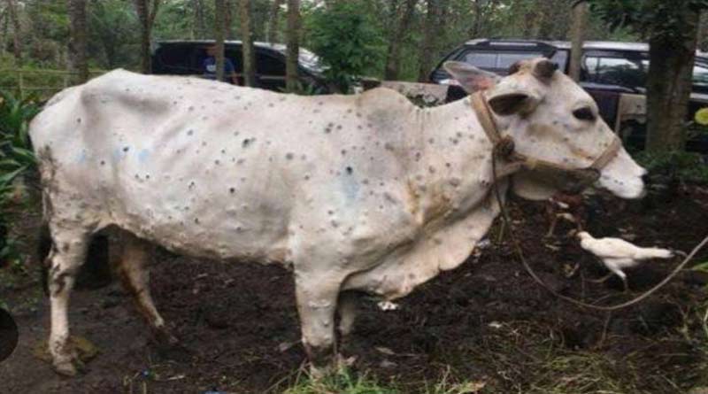 पशुओं में लम्पी त्वचा रोग के रोकथाम के उपाय