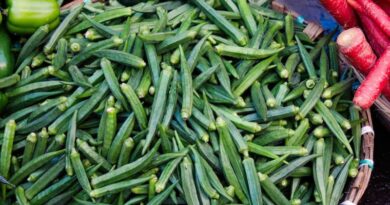 भोपाल में हर शनिवार लगेगा जैविक बाजार — 29 नवंबर से बड़ी शुरुआत