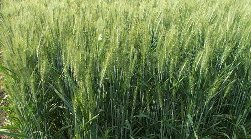 रबी सीजन में किसान जौ की किस्म BH 946 की करें खेती, 1 एकड़ में देगी 22 क्विंटल तक उपज; जानिए बुवाई का समय और खासियत