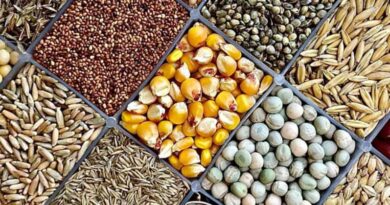 यूपी में 50 फीसदी छूट पर उन्नत किस्म के बीज उपलब्ध कराए जा रहे हैं