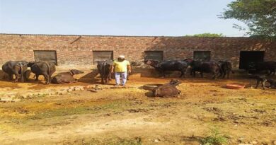 दुग्ध उत्पादन से लाभ अर्जित कर रहे गुरूसेवक सिंह