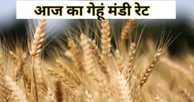 गेहूँ मंडी रेट (21 नवंबर 2025)