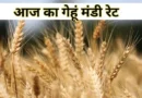 गेहूँ मंडी रेट (25 नवंबर 2025)
