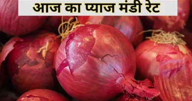 मध्यप्रदेश के थोक बाजारों में प्याज की कीमतें एक सप्ताह में 8% तक बढ़ीं, जानें नवंबर 2025 का थोक मूल्य विश्लेषण