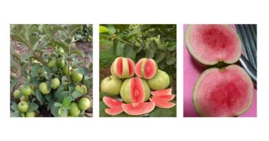 नवीनतम तकनीकों द्वारा उच्च गुणवत्ता वाले अमरूद की खेती