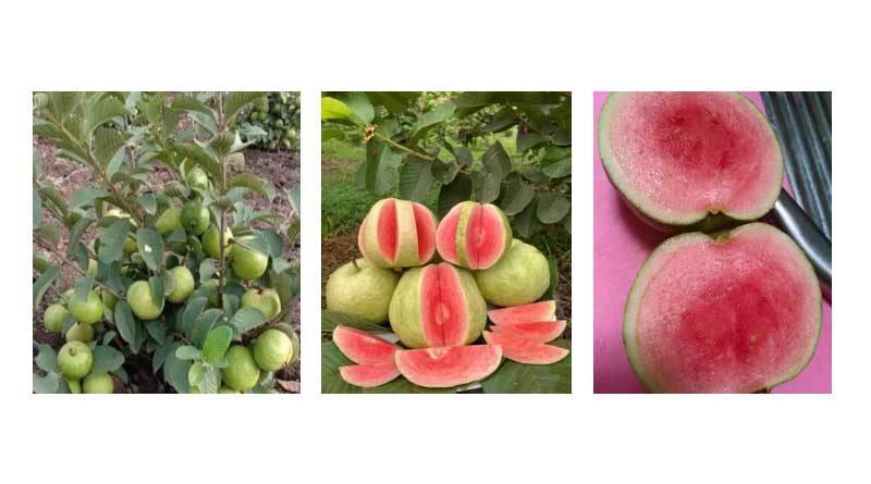 नवीनतम तकनीकों द्वारा उच्च गुणवत्ता वाले अमरूद की खेती