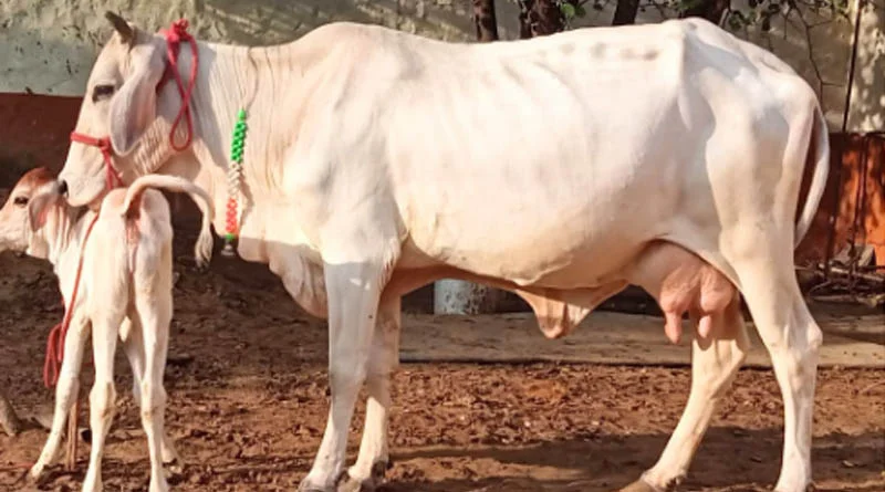 राजस्थान: केवीके तबीजी में कृषक-वैज्ञानिक संवाद, किसानों ने सीखी जैविक खेती और पशु रोग नियंत्रण तकनीक