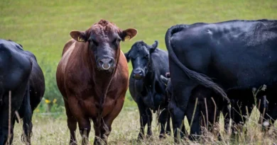 सर्दियों में भी गाय-भैंस देगी भरपूर दूध, पशुओं की देखभाल के लिए अपनाएं ये आसान टिप्स