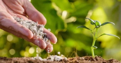 Solis 4515 2WD: 48 HP रेंज में ये है भारत का बेस्ट ट्रैक्टर, इंजन से लेकर टायर तक सभी फीचर्स जानिए