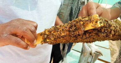 भारत के 5 बड़े शहद उत्पादक राज्यों में शामिल हुआ राजस्थान, मधुमक्खी पालन से किसानों की आय हुई दोगुनी