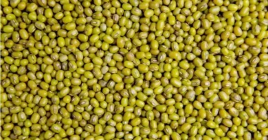 महाराष्ट्र: सोयाबीन, मूंग-उड़द की MSP खरीद के लिए रजिस्ट्रेशन की डेडलाइन बढ़ी, जानें नई आखिरी तारीख
