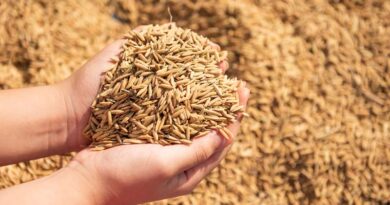 रायपुर: टोकन प्रणाली से धान खरीदी हुई सुगम, किसान आसानी से बेच रहे फसल