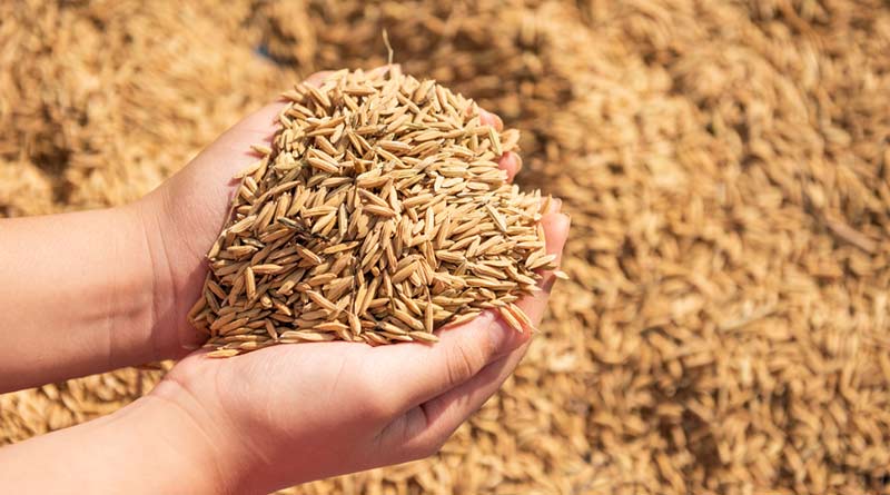 रायपुर: टोकन प्रणाली से धान खरीदी हुई सुगम, किसान आसानी से बेच रहे फसल