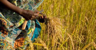 PMFBY में नया बदलाव: अब जंगली जानवरों से फसल नुकसान और धान में बाढ़ का कवर