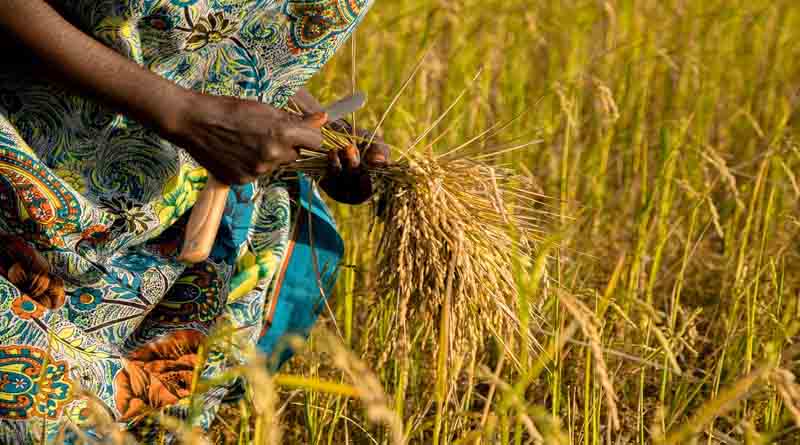 PMFBY में नया बदलाव: अब जंगली जानवरों से फसल नुकसान और धान में बाढ़ का कवर