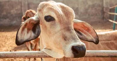 गौवंश पशुओं को लंपी वायरस से बचाव के लिए पशुपालक अपनाएं ये देसी उपाय, पशुपालन विभाग ने जारी की एडवाइजरी