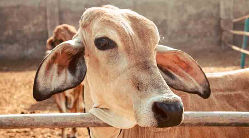 गौवंश पशुओं को लंपी वायरस से बचाव के लिए पशुपालक अपनाएं ये देसी उपाय, पशुपालन विभाग ने जारी की एडवाइजरी