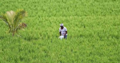 धान की फसल पर बाढ़ का नुकसान फिर से फसल बीमा में, जंगली जानवर कवर भी लागू: PMFBY