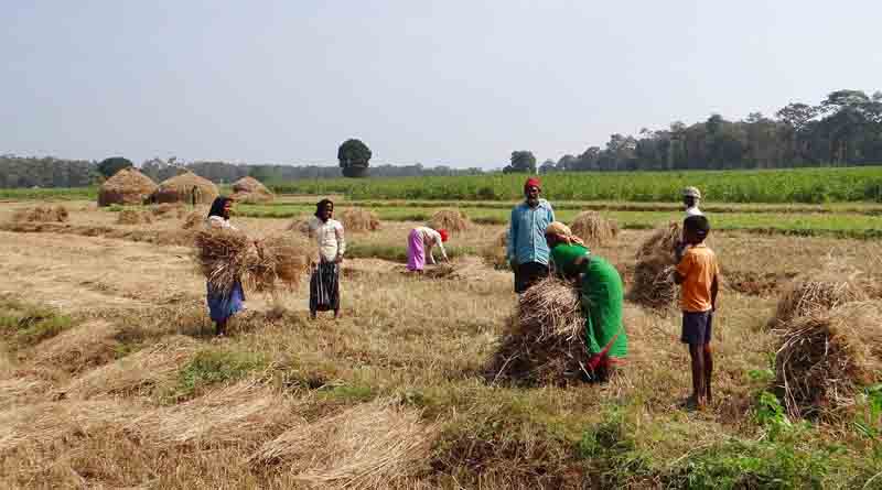 खरीफ 2026 से PMFBY में जंगली जानवरों से फसल नुकसान का कवर; किसानों को 72 घंटे में रिपोर्टिंग अनिवार्य