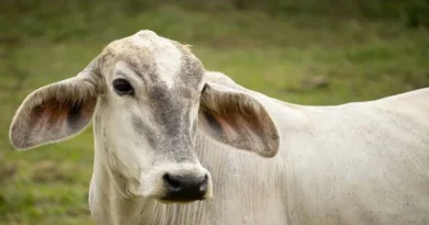 राजस्थान में राजएनओसी पोर्टल लॉन्च, नए पशु चिकित्सा कॉलेज खोलने के लिए आवेदन आमंत्रित