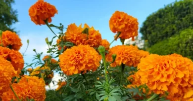 गेंदा की खेती से महका किसान राम सिंह का जीवन, 2 हजार की लागत में मिला ₹25,000 का शानदार मुनाफा