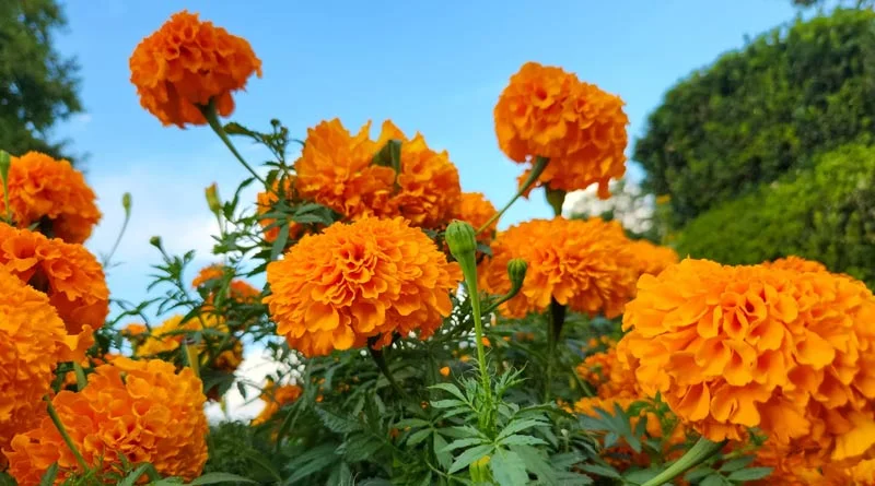 गेंदा की खेती से महका किसान राम सिंह का जीवन, 2 हजार की लागत में मिला ₹25,000 का शानदार मुनाफा