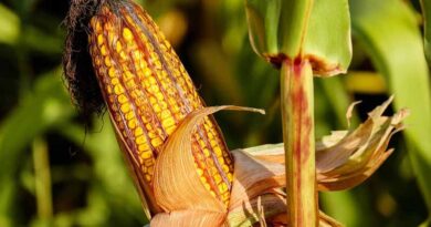 मध्यप्रदेश में मक्का के भाव में 22.6% की सबसे बड़ी गिरावट; अक्टूबर 2025 में देशभर में कीमतें कमजोर