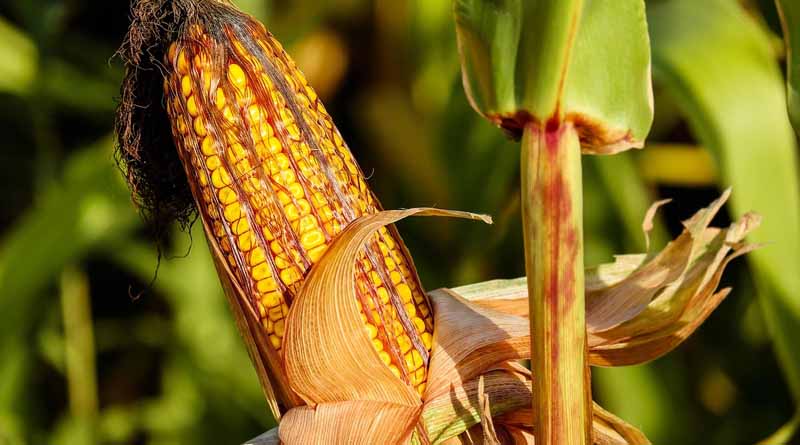 मध्यप्रदेश में मक्का के भाव में 22.6% की सबसे बड़ी गिरावट; अक्टूबर 2025 में देशभर में कीमतें कमजोर