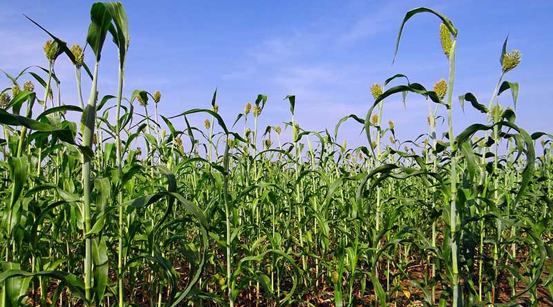 ज्वार, बाजरा एवं धान उपार्जन हेतु सात दिन पूर्व स्लॉट बुक करें