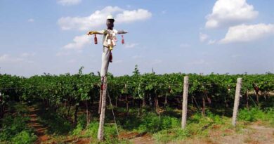 बे-मौसमी बारिश ने बिगाड़ी भारत की अंगूर फसल, 30% तक पैदावार घटने की आशंका, निर्यात कीमतों में 15% तक बढ़ोतरी सम्भव