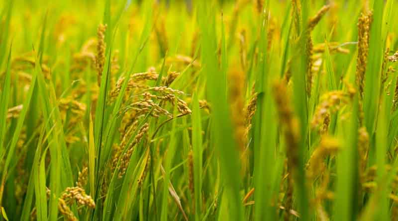 “किसानों को खुद फैसला करने का अधिकार है”: जीन एडिटेड धान लाइनों पर लगे पक्षपात के आरोपों पर ICAR का जवाब
