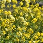 पूसा डबल जीरो मस्टर्ड 35 (PDZ 14): किसानों के लिए वरदान, कम लागत में बंपर मुनाफा