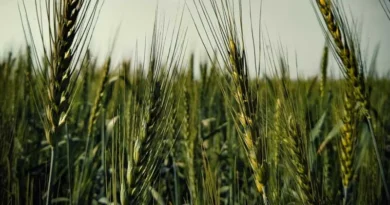 बुरहानपुर में  गेहूं के नवीन किस्मों के बीज उपलब्ध