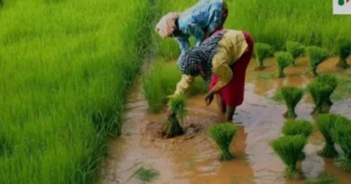 मध्यप्रदेश: श्योपुर जिले में फसल क्षति सर्वे में तेजी, अधिकांश गांवों का कार्य पूरा