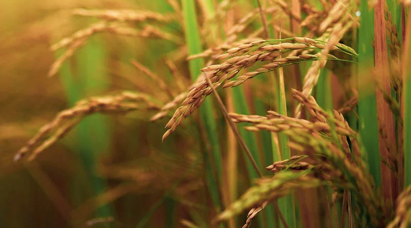  राजस्थान:  कृषि मण्डियों में ₹13 करोड़ से अधिक के विकास कार्य को मिली मंजूर, किसानों को मिलेगा लाभ