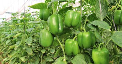 शिमला मिर्च से चमकी शंकर की किस्मत