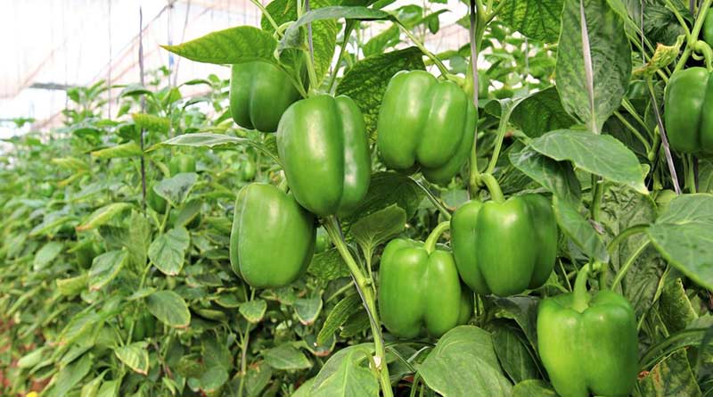 शिमला मिर्च से चमकी शंकर की किस्मत