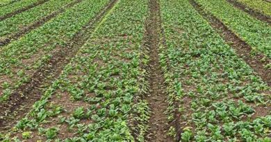 हॉर्टिकल्चर क्लस्टर विकास कार्यक्रम के तहत प्रविष्टियां आमंत्रित