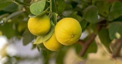 व्हार्टिकल्चर क्लस्टर विकास कार्यक्रम हेतु पात्र संस्थाओं से आवेदन आमंत्रित, कृषकों की आय बढ़ाने पर जोर