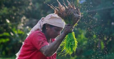किसान अफवाहों पर न दें ध्यान! मध्यप्रदेश में 1 दिसंबर से होगी समर्थन मूल्य पर धान खरीदी
