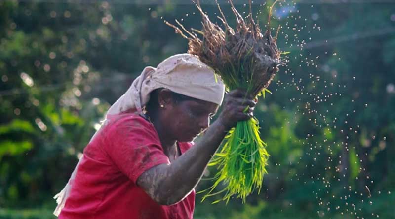 किसान अफवाहों पर न दें ध्यान! मध्यप्रदेश में 1 दिसंबर से होगी समर्थन मूल्य पर धान खरीदी