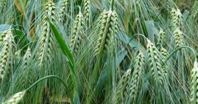 गेंहू में पोटाश मिश्रित खाद के इस्तेमाल से बढ़ेगी पैदावार और रोग प्रतिरोधक क्षमता, ICAR ने दी किसानों को सलाह