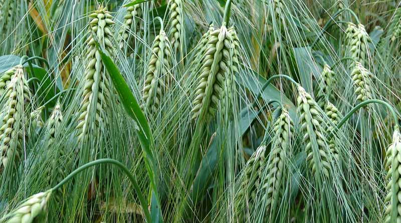 किसान हो जाएंगे मालामाल! गेहूं की ये टॉप 3 किस्में देंगी बंपर उत्पादन, मिलेंगे ज्यादा दाने और बेहतर गुणवत्ता