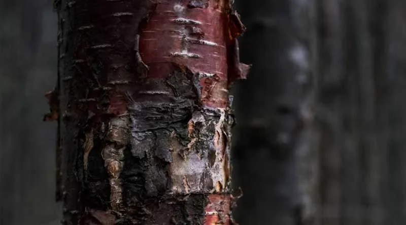 एनबीए ने लाल चंदन संरक्षण के लिए आंध्र प्रदेश को 39.84 करोड़ रुपये जारी किए